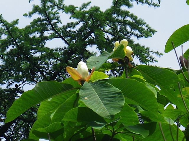 余地峠へ、花を楽しむ旅