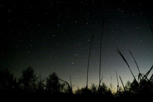 草むらと北斗七星