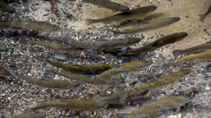 「魚のつかみどり」の魅力！