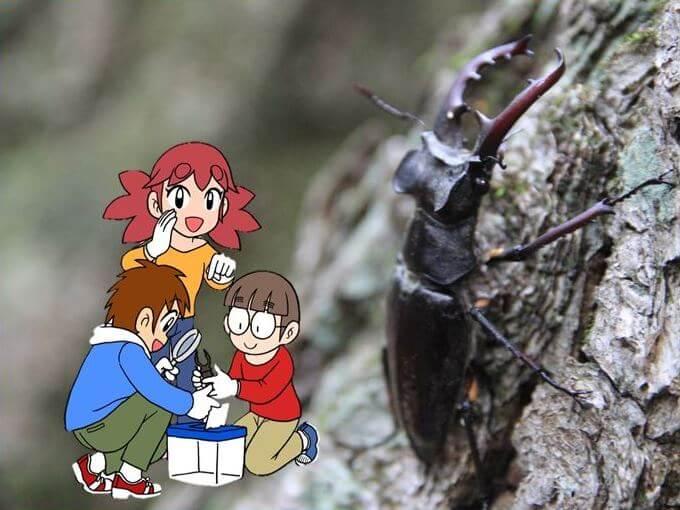 ミヤマクワガタ